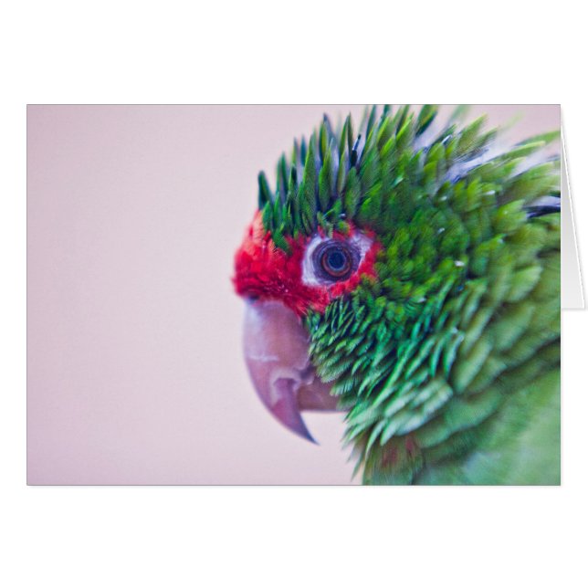 Pájaro bonito en Ollantaytambo (Anverso (Horizontal))