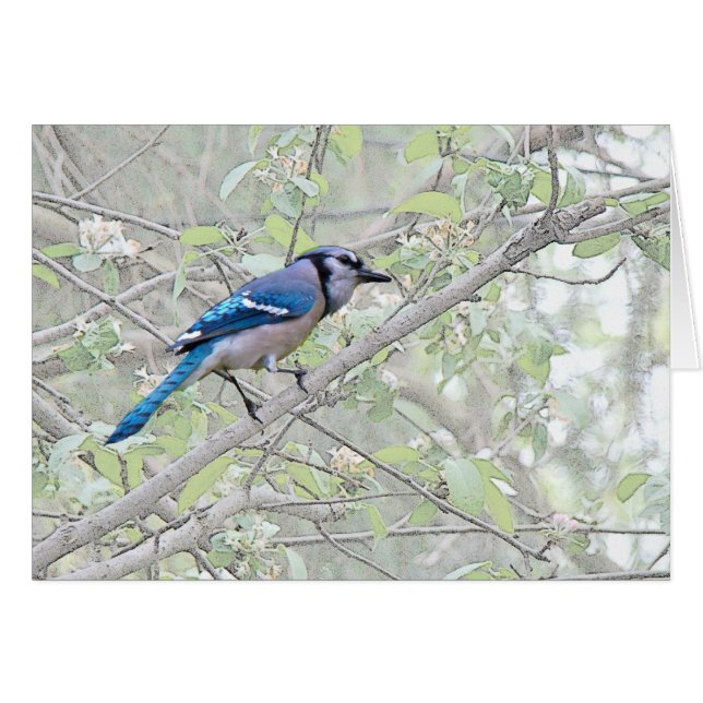 Pájaro cantante del arrendajo azul (Anverso (Horizontal))