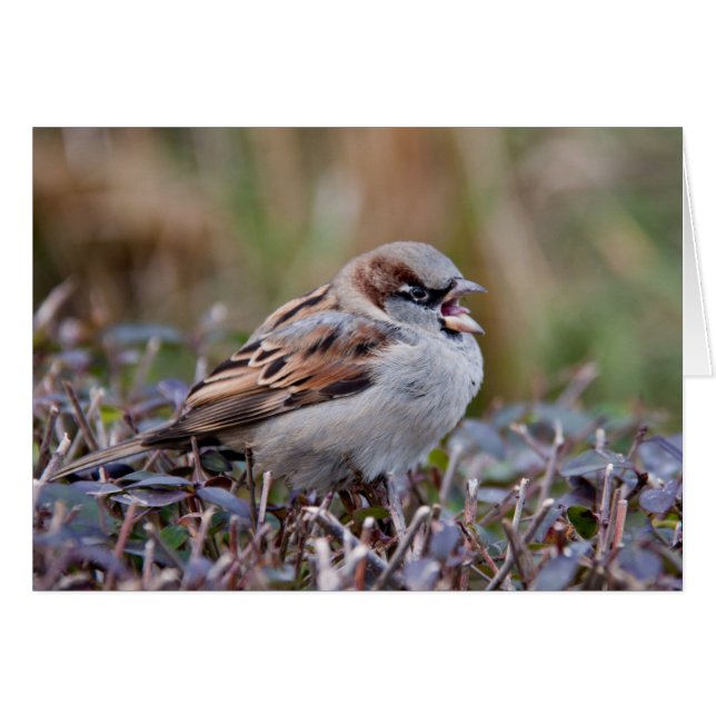 Pájaro canto (Anverso (Horizontal))