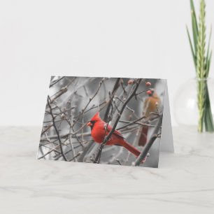 Pájaro cardinal, tarjeta