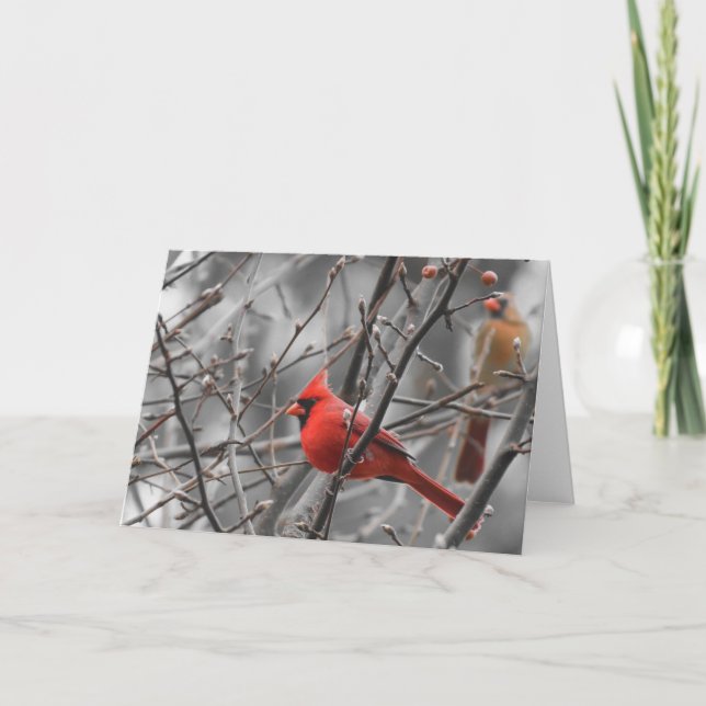 Pájaro cardinal, tarjeta (Anverso)