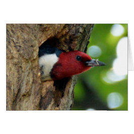 Pájaro carnoso de cabeza roja