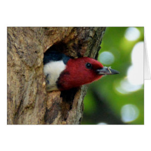 Pájaro carnoso de cabeza roja
