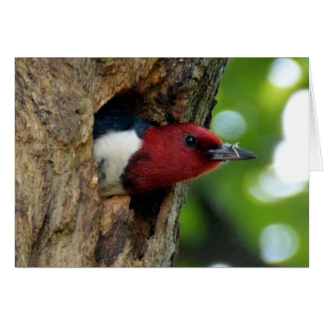 Pájaro carnoso de cabeza roja (Anverso (Horizontal))