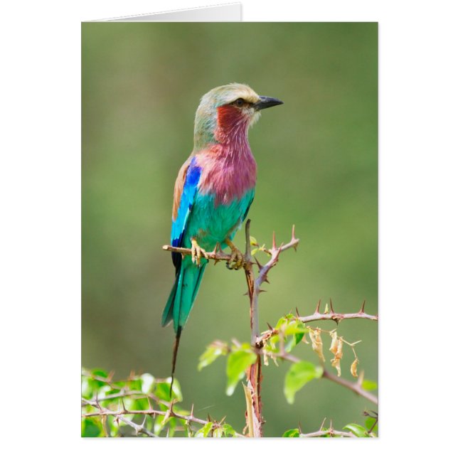 Pájaro colorido (Frente)