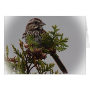 Pájaro de la canción