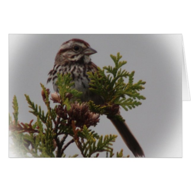 Pájaro de la canción (Anverso (Horizontal))