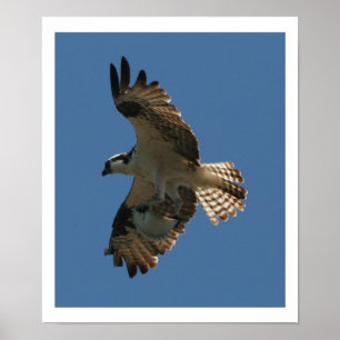 Pájaro de Osprey y impresión de los pescados del