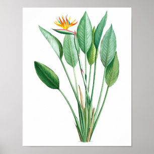 Pájaro de paraíso impreso #4 Decoración tropical