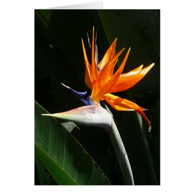 Pájaro del Naranja del paraíso Flor tropical (Frente)