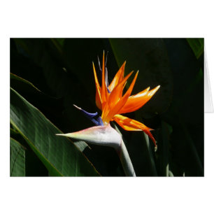 Pájaro del Naranja del paraíso Flor tropical
