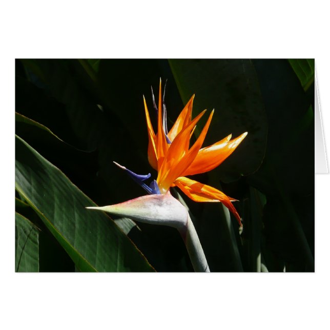 Pájaro del Naranja del paraíso Flor tropical (Anverso (Horizontal))