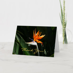 Pájaro del Naranja del paraíso Flor tropical