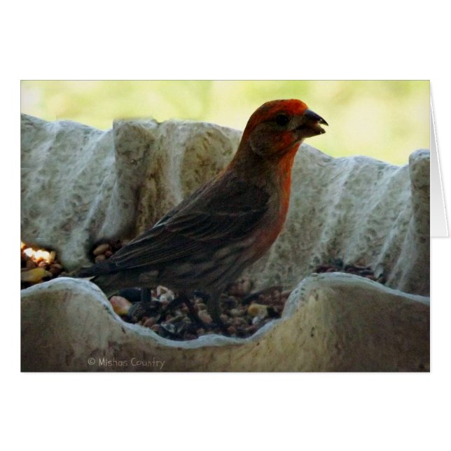 Pájaro del Redhead (Anverso (Horizontal))