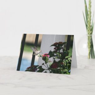 Pájaro del tarareo, tarjeta en blanco