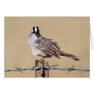Pájaro en un alambre