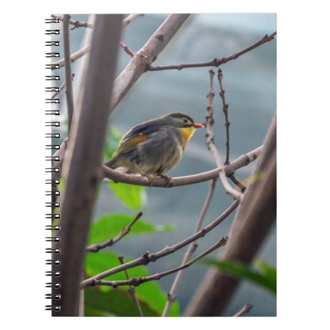 Pájaro en un cuaderno del árbol (Frente)