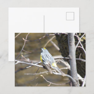 Pájaro en una postal de sucursal