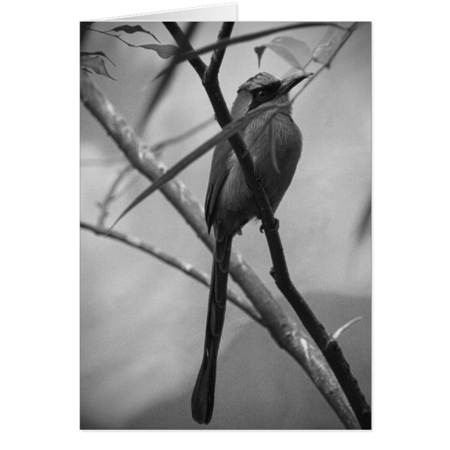 Pájaro exótico en negro y blanco (Frente)