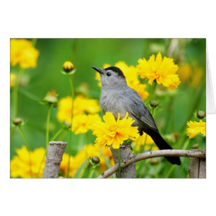 Pájaro gato gris en cerca de madera