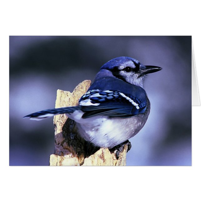Pájaro hermoso del arrendajo azul (Anverso (Horizontal))