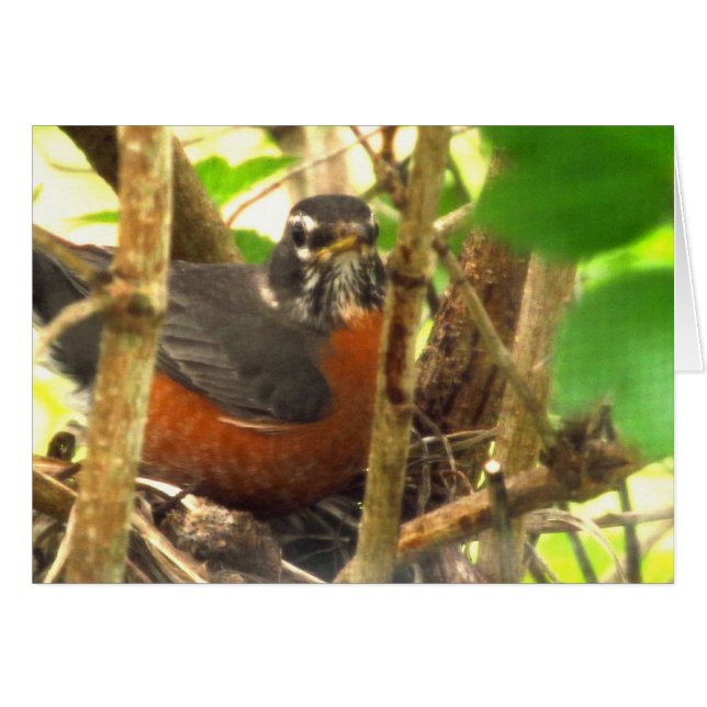 pájaro libre (Anverso (Horizontal))