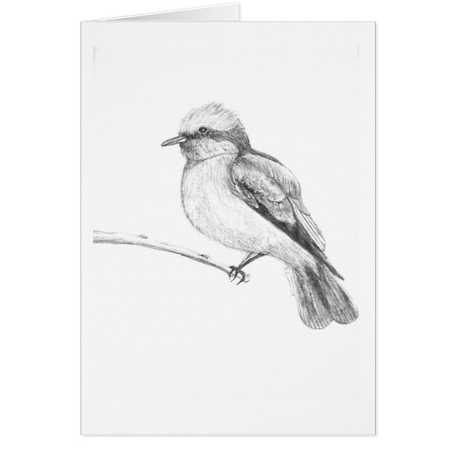 Pájaro lindo que coge cada uno atención (Frente)