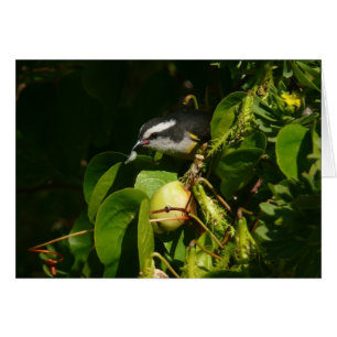 Pájaro Mielero Comiendo Fotografía Tropical