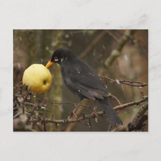 Pájaro negro con postal de manzana (Anverso)