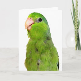 Pájaro perdedor tarjeta de simpatía de bienvenida