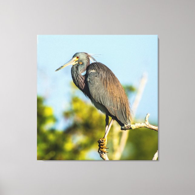 Pájaro Perfecto 35.70 x 37 Impresión en lienzo est (Anverso)