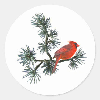 Pájaro Rojo en Pegatinas de Pino
