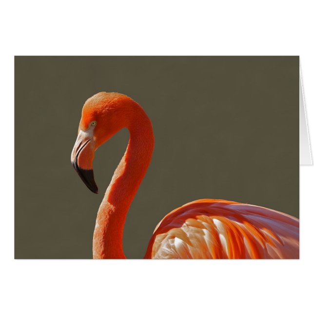 Pájaro rosado hermoso del flamenco (Anverso (Horizontal))