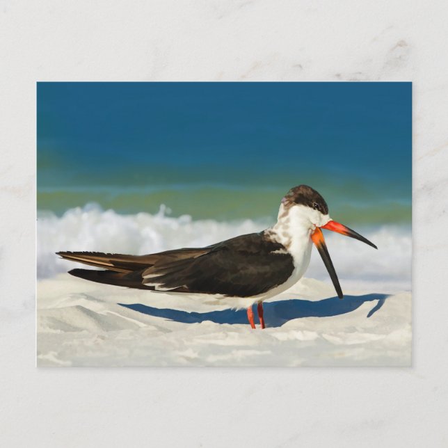Pájaro Skimmer en la postal de la playa (Anverso)