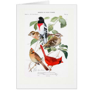 Pájaro y cardenal