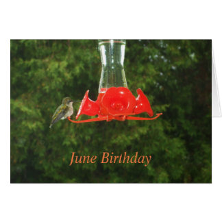 Pájaro zumbando en alimentador