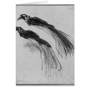Pájaros