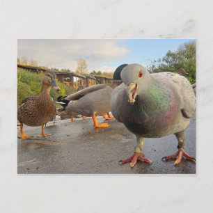 Pájaros alimentando postal