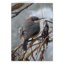 Pájaros australianos Spinebill del este de la