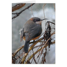Pájaros australianos Spinebill del este de la