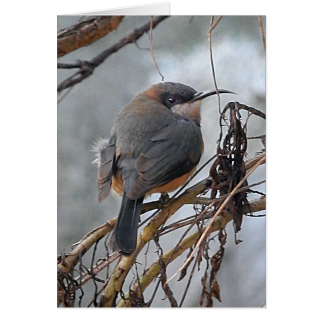 Pájaros australianos Spinebill del este de la (Frente)