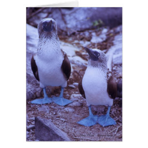 Pájaros Azul-Con base de las Islas Galápagos