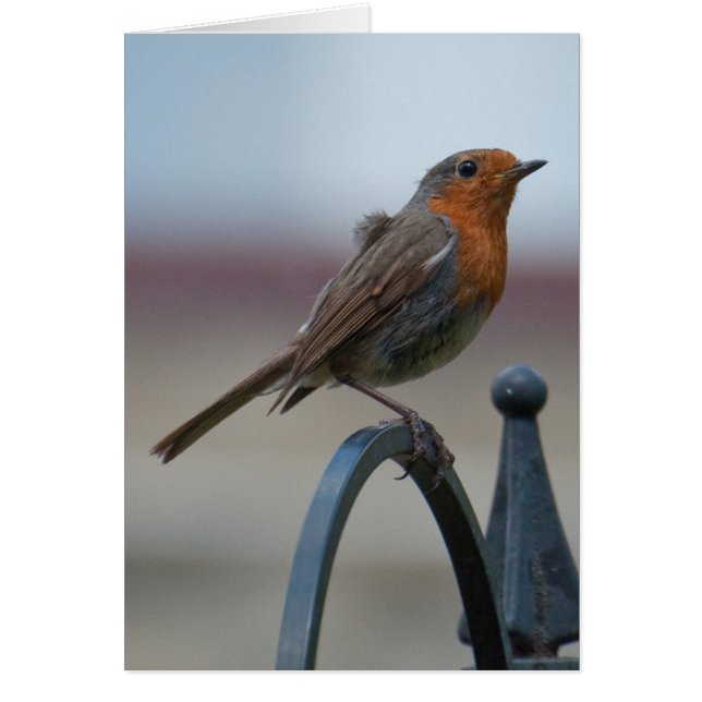 Pájaros cantantes británicos: Petirrojo joven (Frente)