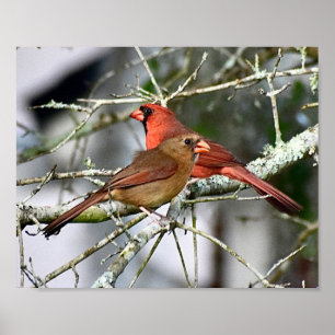Pájaros cardinales Decoración de la pared fotográf