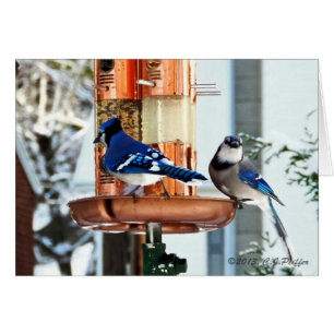"Pájaros de la nieve 2"