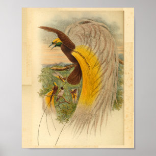 Pájaros de la paraíso de la impresión de color ama