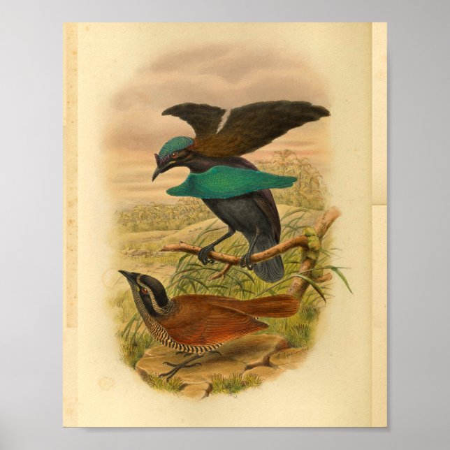 Pájaros de la paraíso de la impresión de cosecha a (Frente)