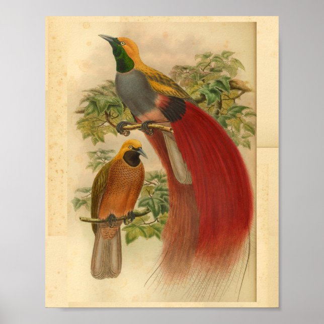 Pájaros de la paraíso de la impresión de tinte ama (Frente)