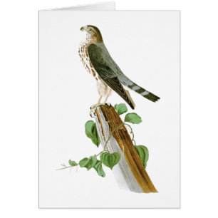 Pájaros de Le Petit Caporal Juan Audubon de