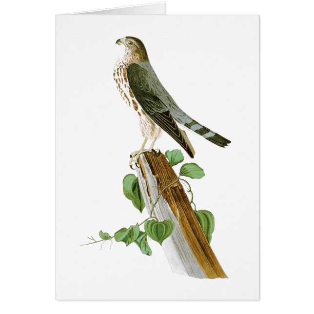 Pájaros de Le Petit Caporal Juan Audubon de (Frente)